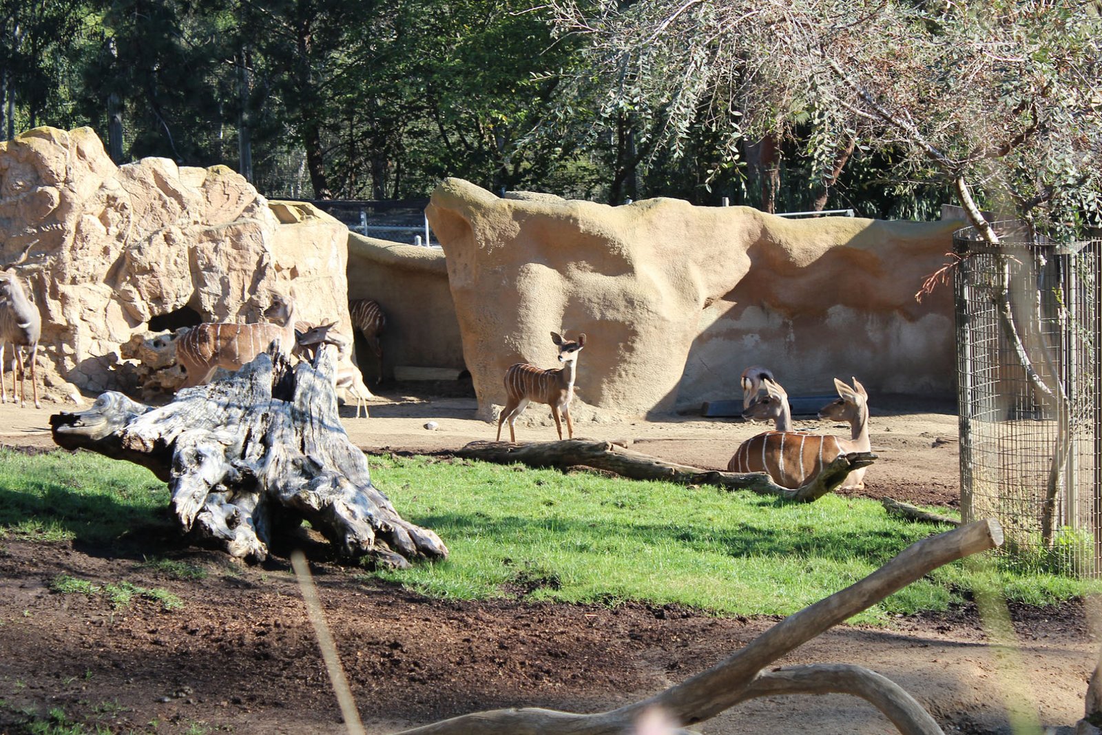 San Diego Zoo Part II 060